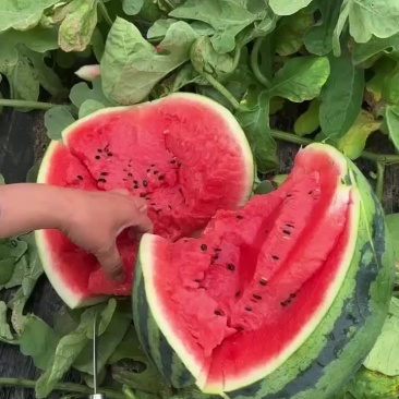 西瓜