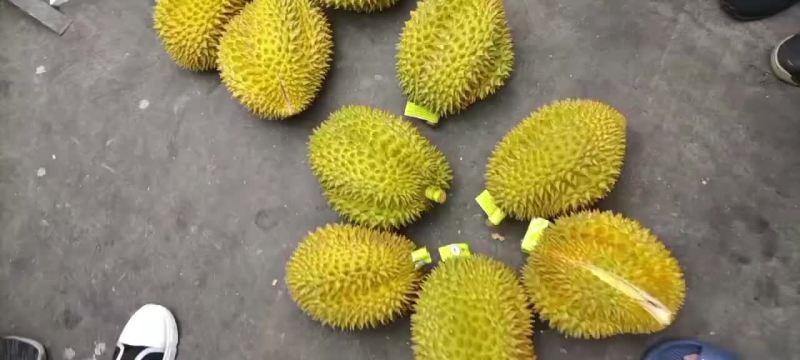 泰国金枕榴莲