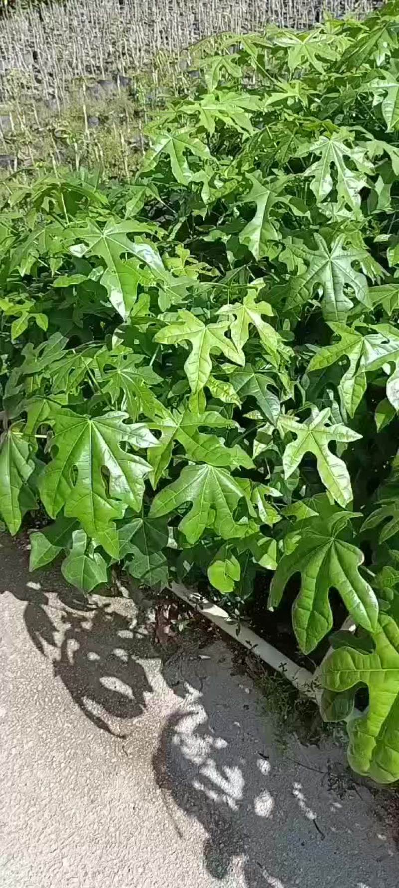 澳洲火焰木