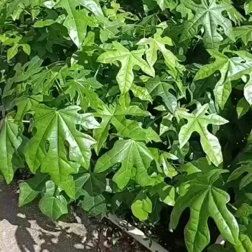 澳洲火焰木