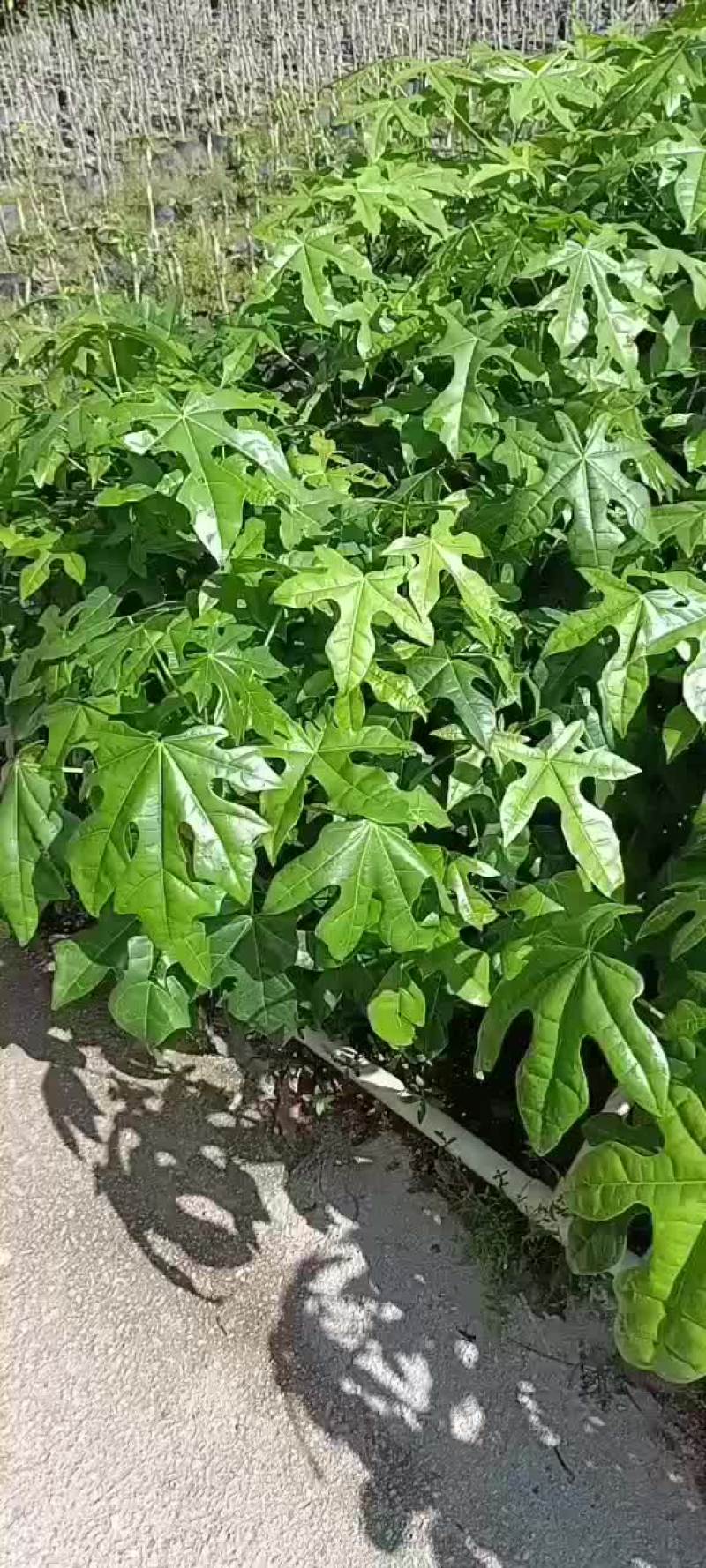 澳洲火焰木