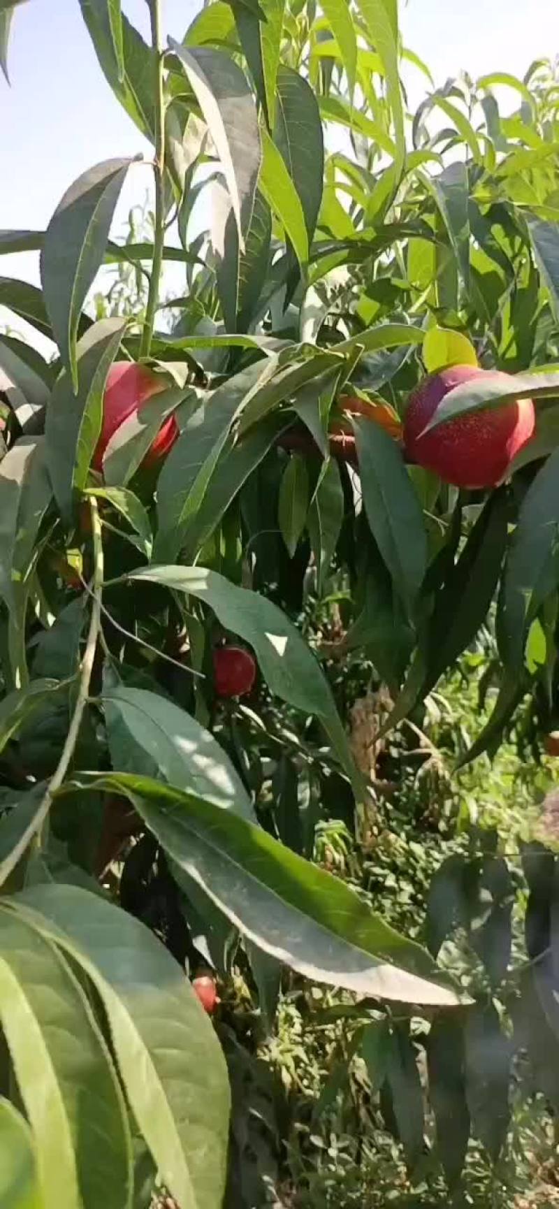 中油四号