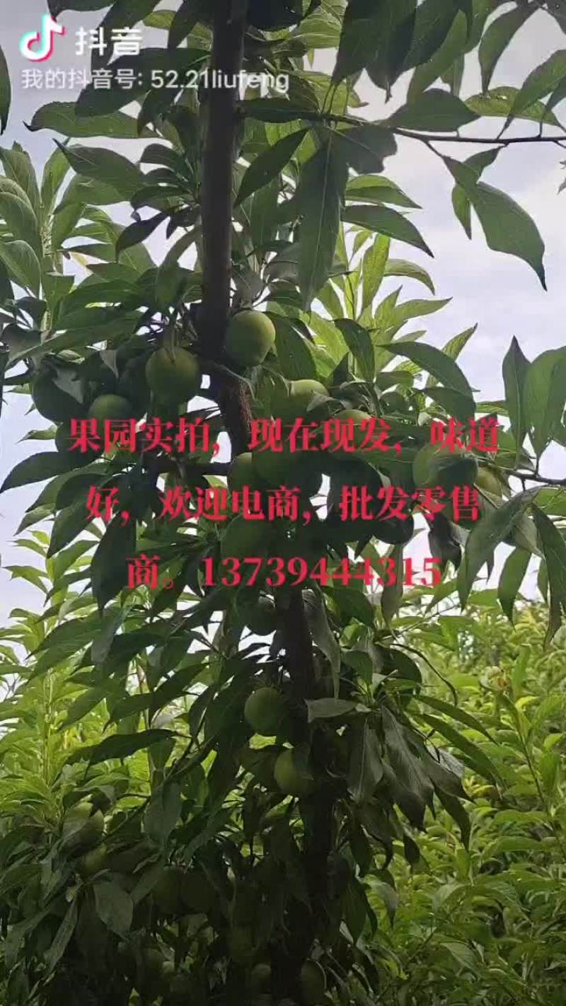 脱骨青脆李