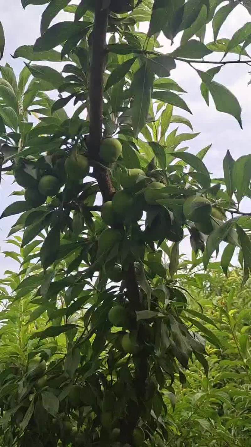 脱骨青脆李