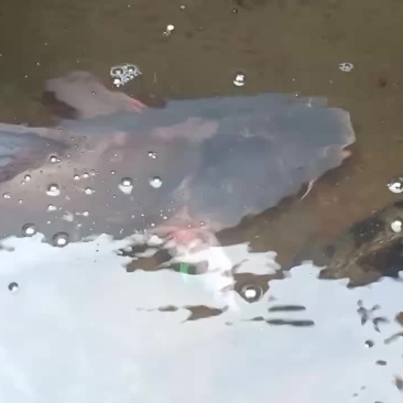 江团