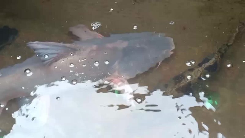 江团