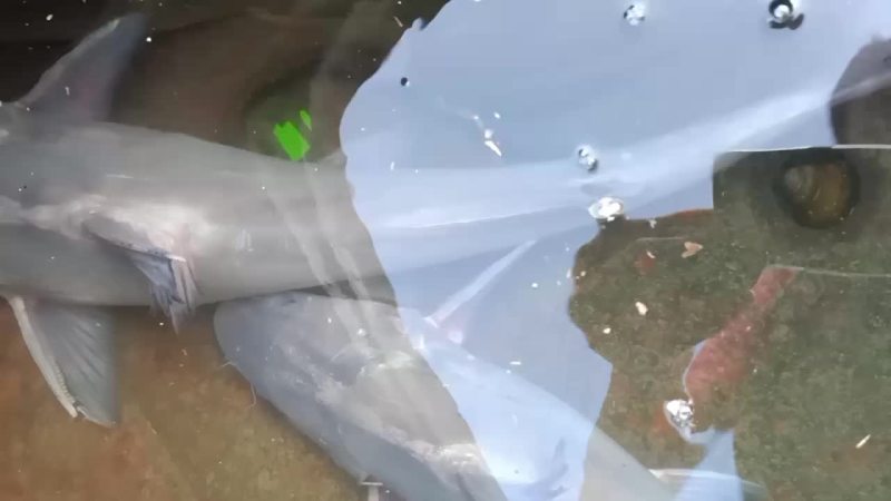 江团