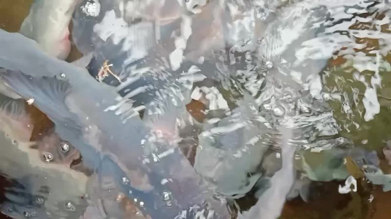 江团