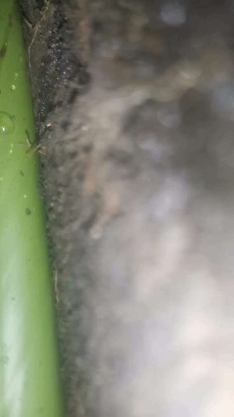 海南白沙野生土蜂蜜