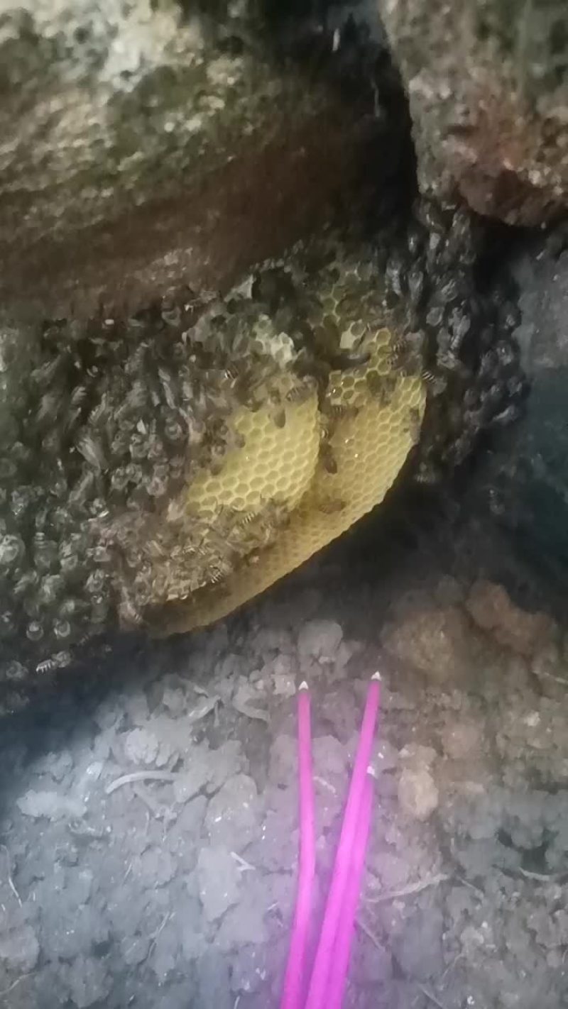 海南白沙野生土蜂蜜