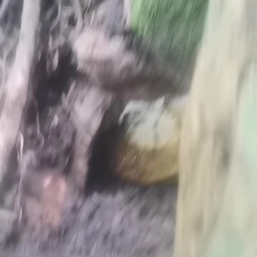 海南白沙野生土蜂蜜
