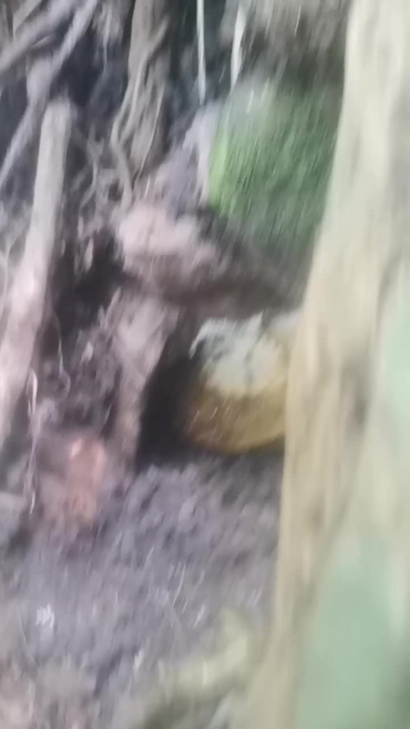 海南白沙野生土蜂蜜