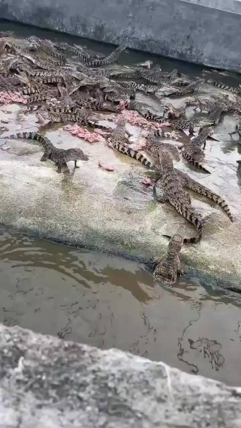 鳄鱼苗
