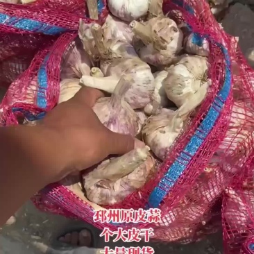 邳州原皮大蒜，个大蒜干，欢迎老板前来洽谈