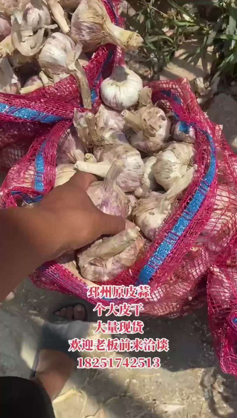 邳州原皮大蒜，个大蒜干，欢迎老板前来洽谈