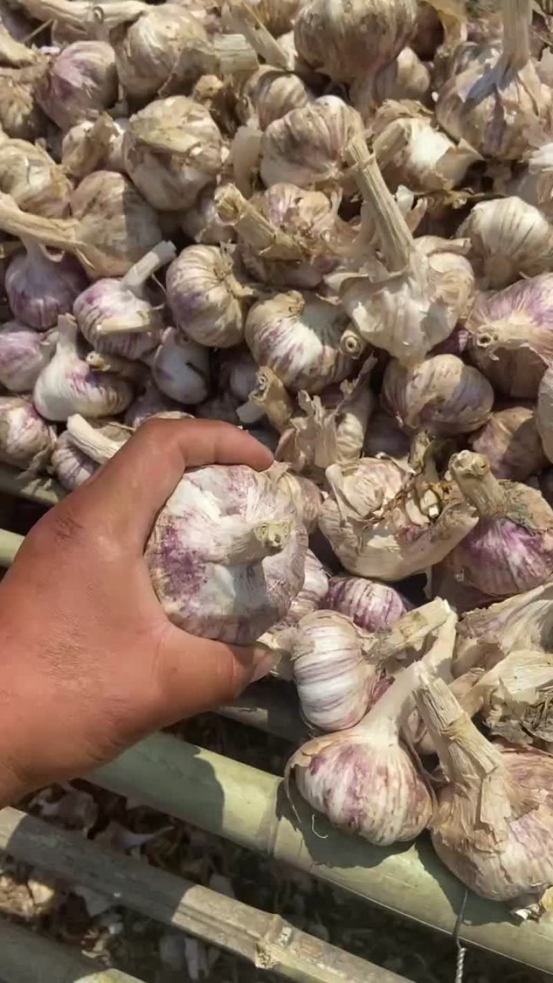 邳州原皮大蒜，个大蒜干，欢迎老板前来洽谈