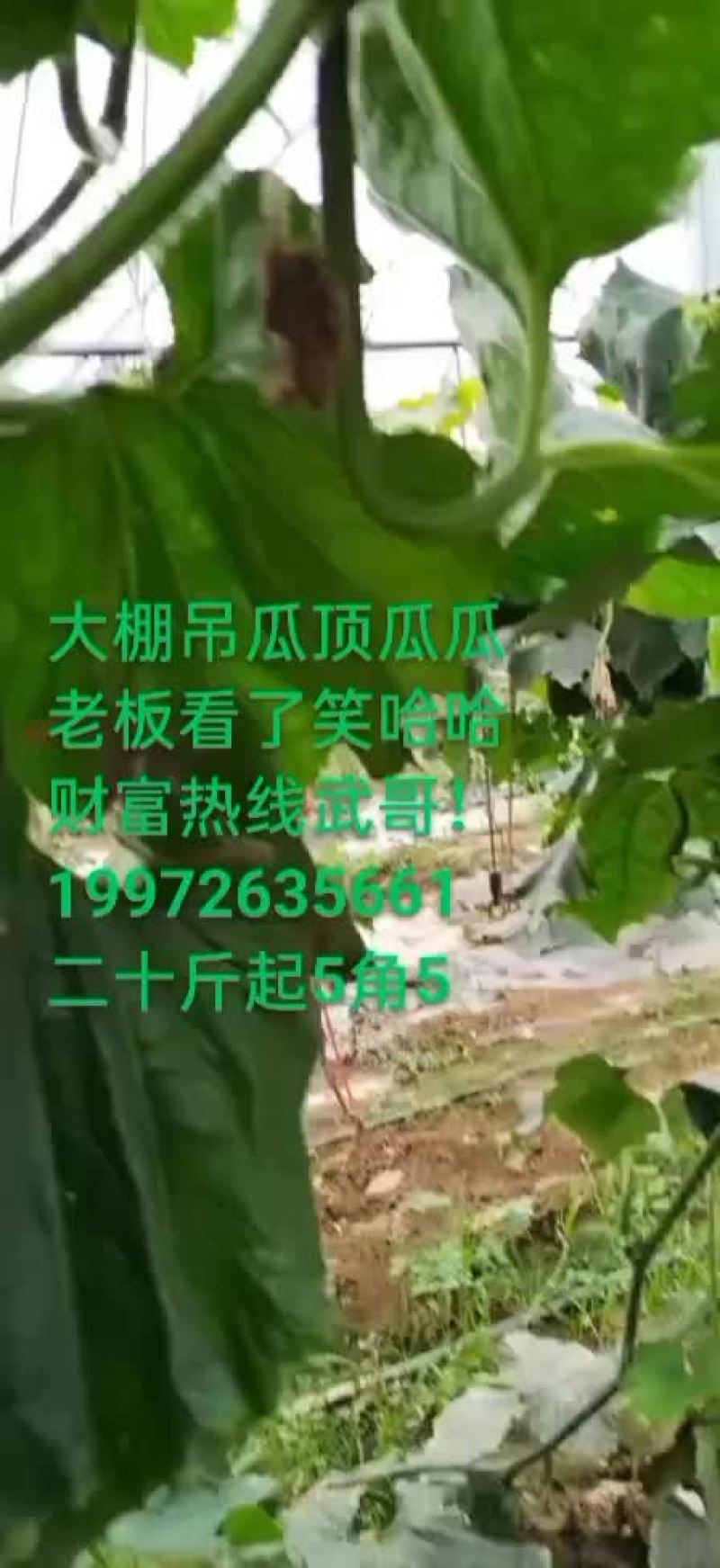吊冬瓜湖北本地大棚冬瓜，一百五十亩，陆续对外销售