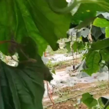 吊冬瓜湖北本地大棚冬瓜，一百五十亩，陆续对外销售