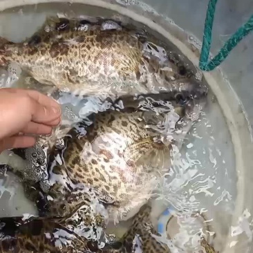 桂鱼