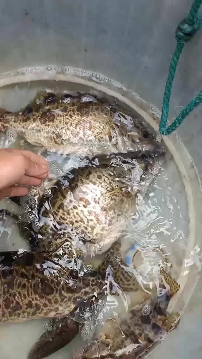 桂鱼