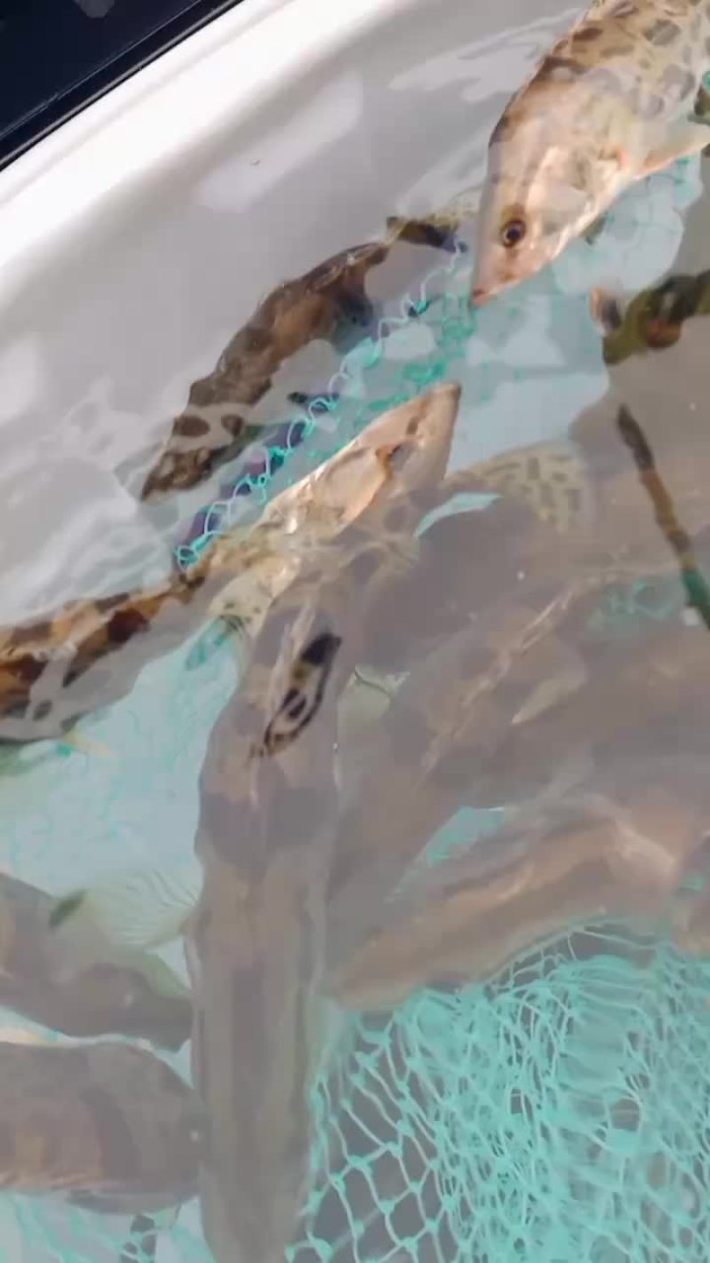 桂鱼