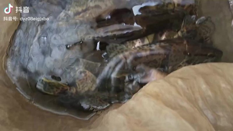 桂鱼