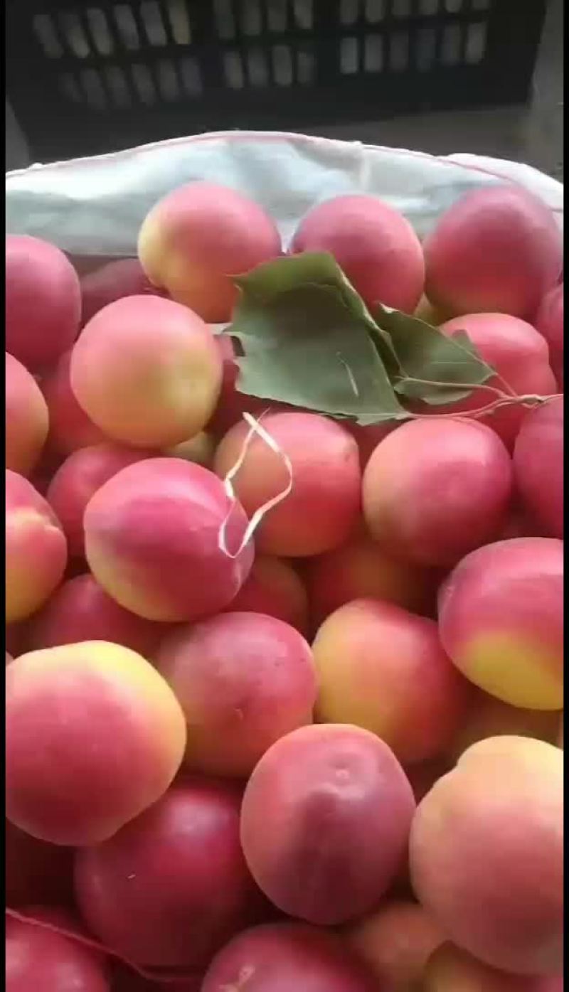 串枝红杏