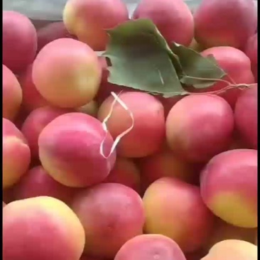 串枝红杏