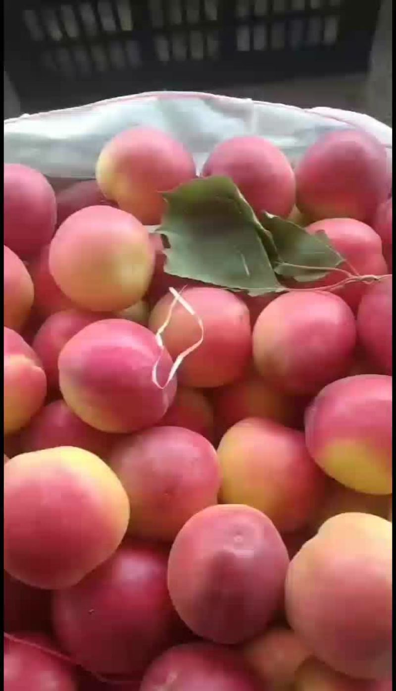串枝红杏