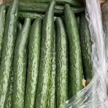 黄瓜