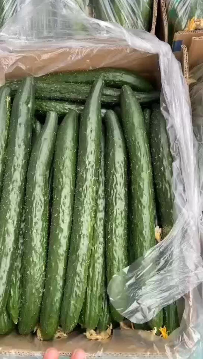 黄瓜
