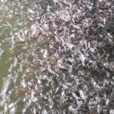 黄骨鱼苗杂交淡水