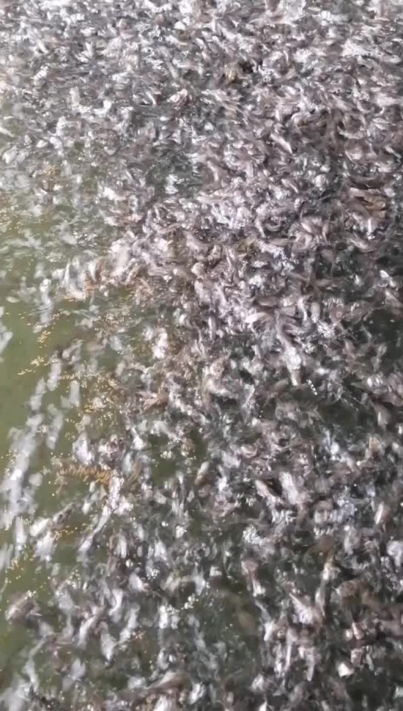 黄骨鱼苗杂交淡水
