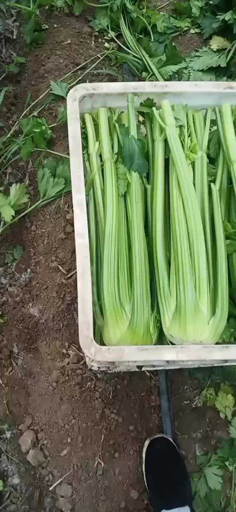 西芹辽宁省锦州市黑山县西芹种植基地正在大量上市有需要的联