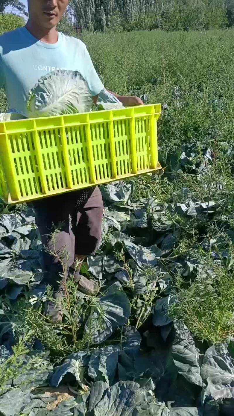 绿橄榄菜，白菜，萝卜，苤蓝