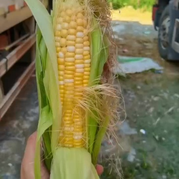 甜玉米，水果玉米。鲜玉米，