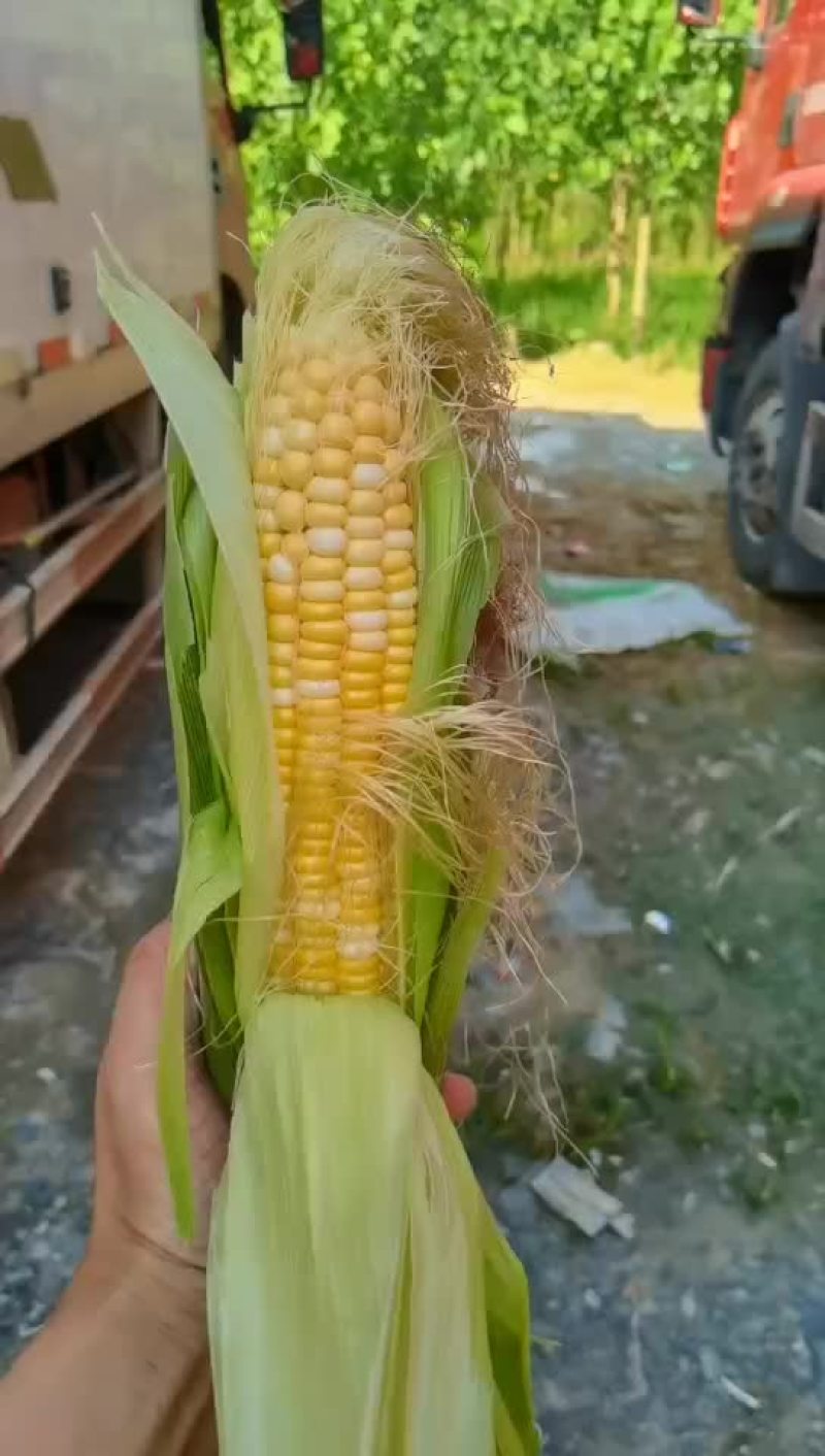 甜玉米，水果玉米。鲜玉米，