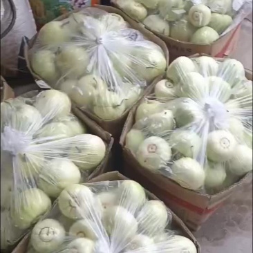甜宝甜瓜口感清脆可口