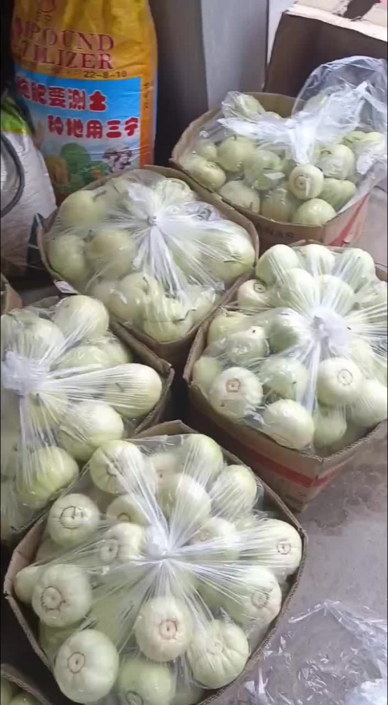 甜宝甜瓜口感清脆可口