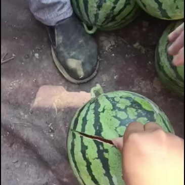 美都西瓜