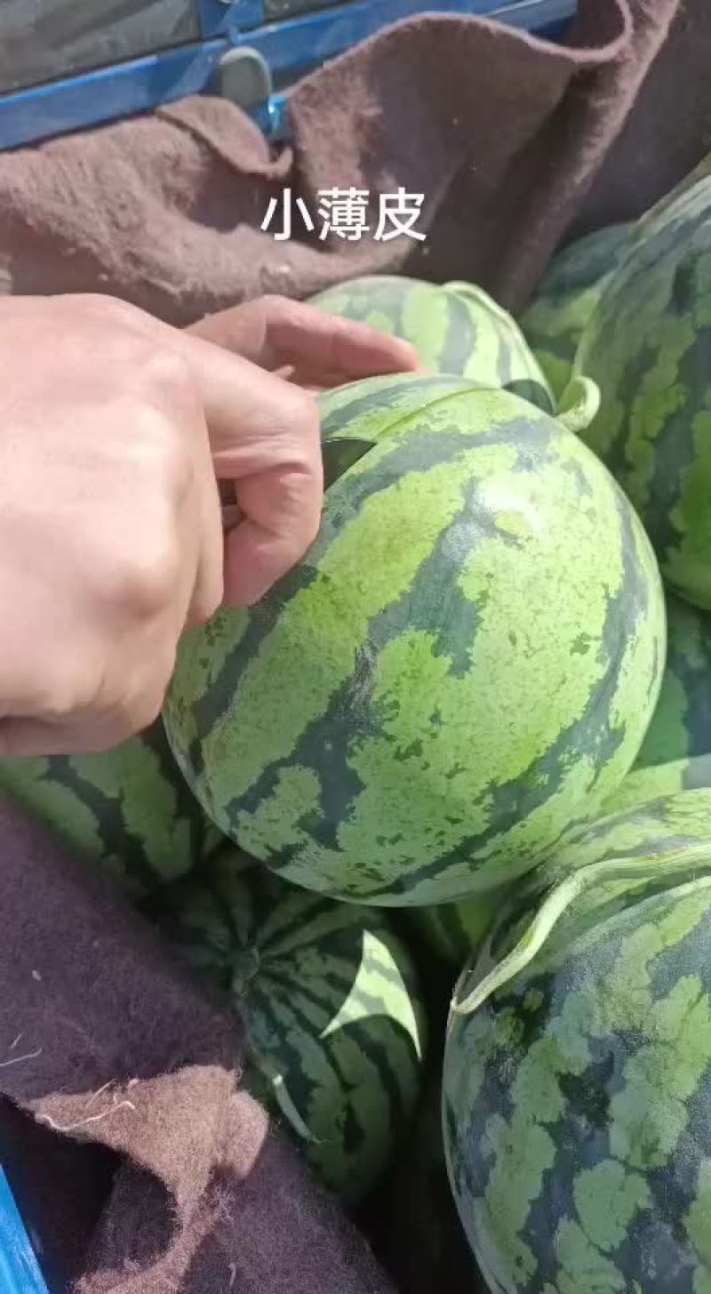 美都西瓜