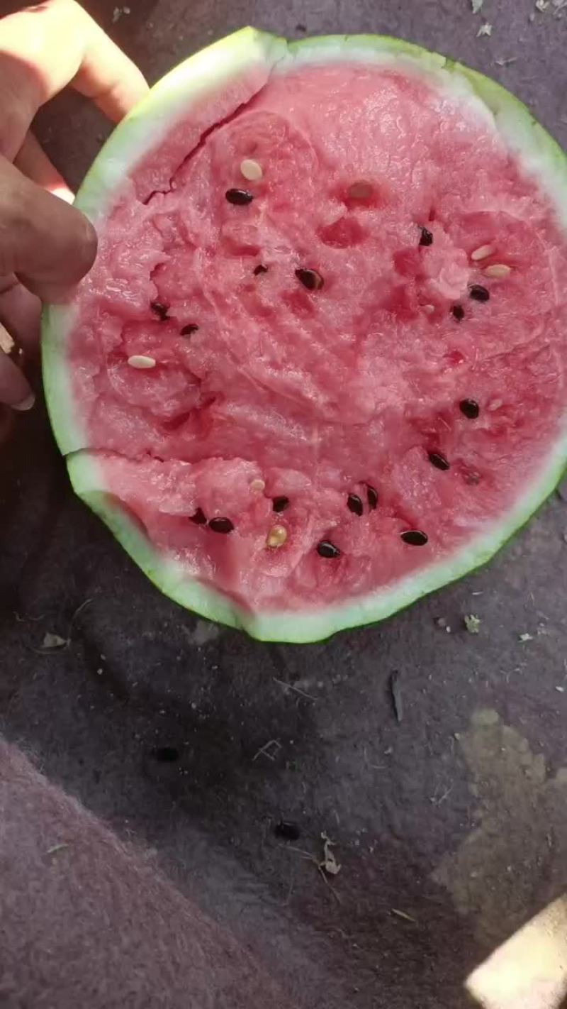 美都西瓜