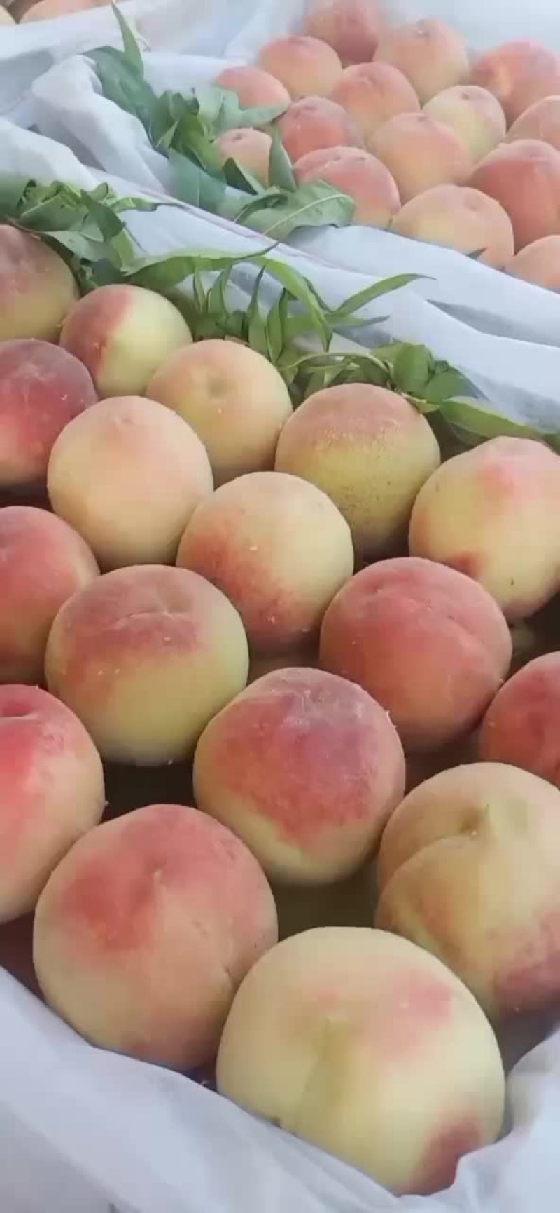 来吧仙桃，价格可以，质量很好