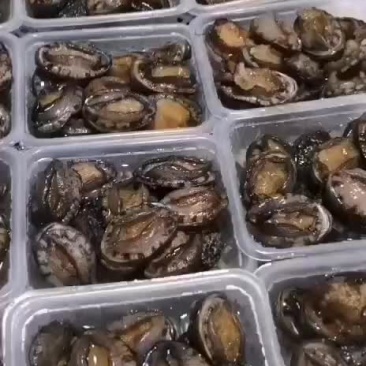 鲍鱼