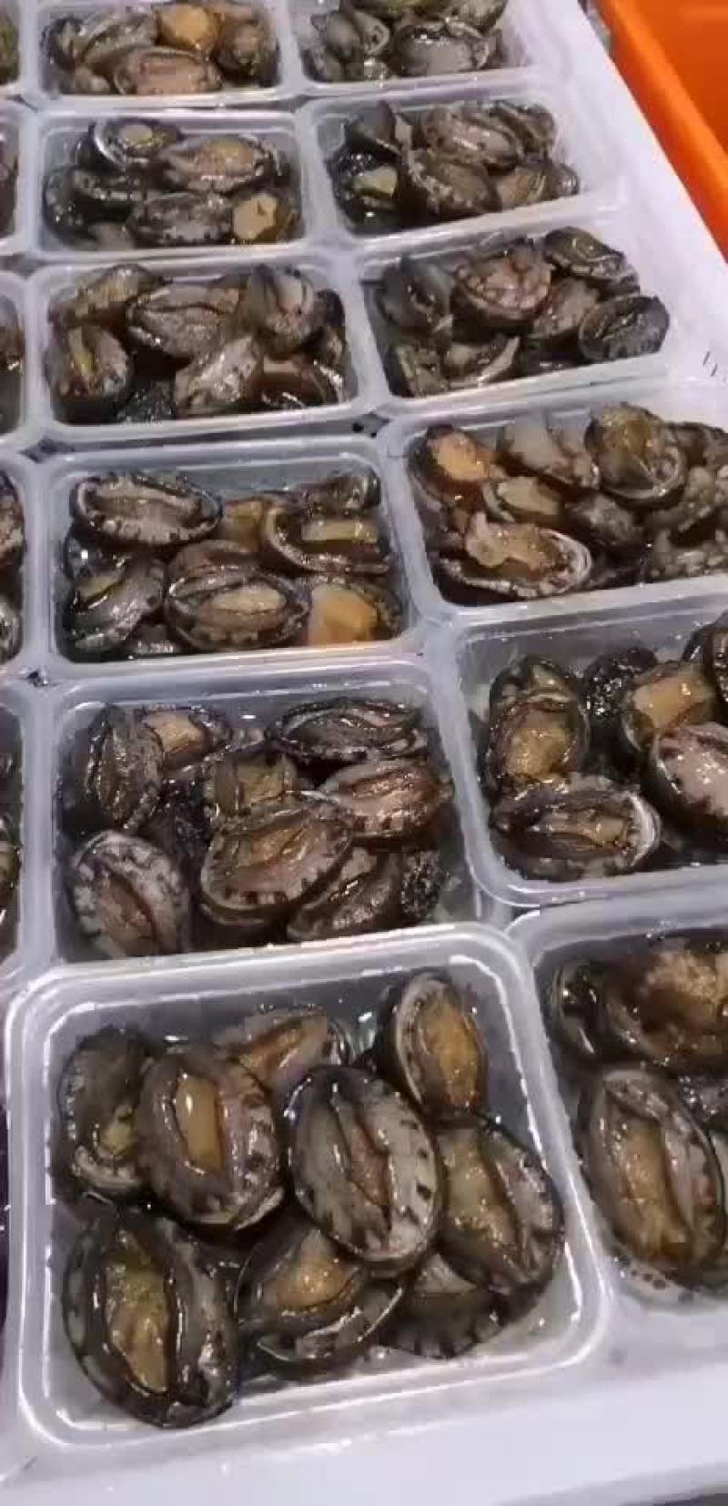 鲍鱼