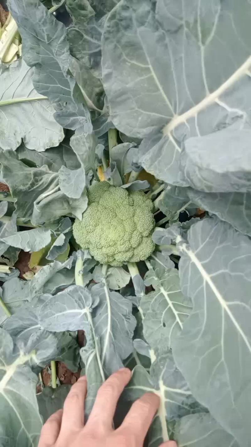 小米西蓝花，基地开採了