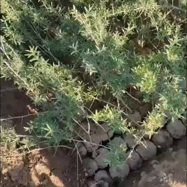 沙棘杯苗