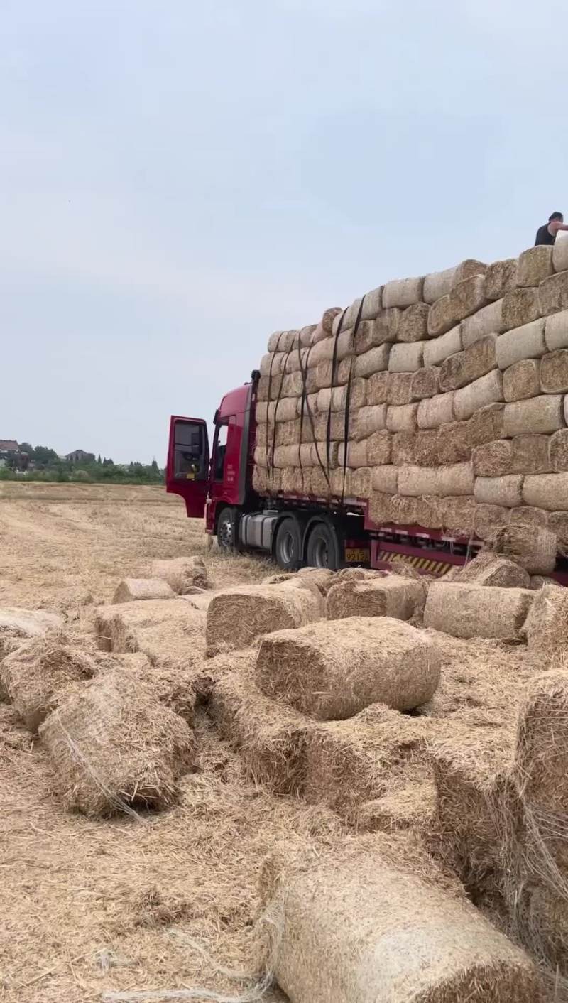 小麦天朗揉丝包，大量出售……