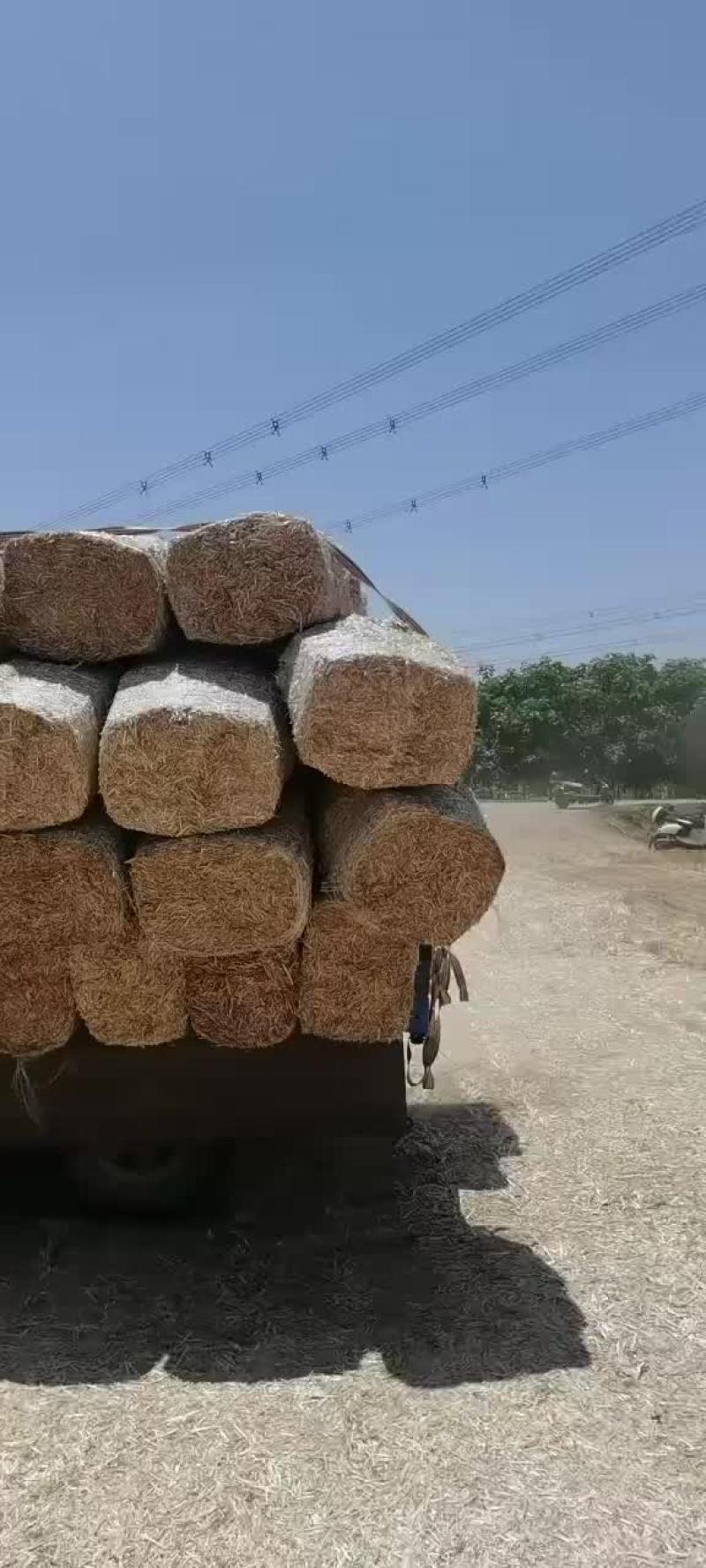 小麦天朗揉丝包，大量出售……