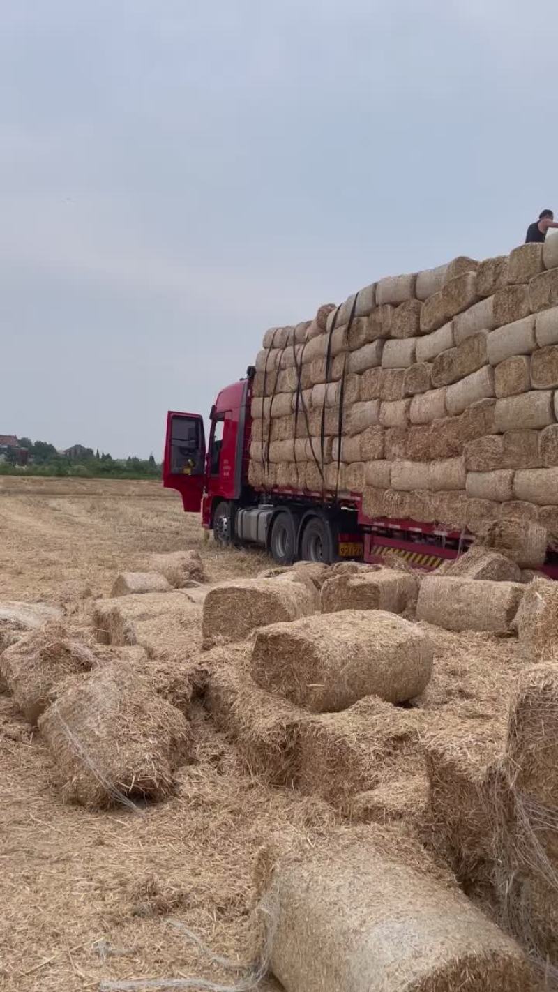 小麦天朗揉丝包，大量出售……